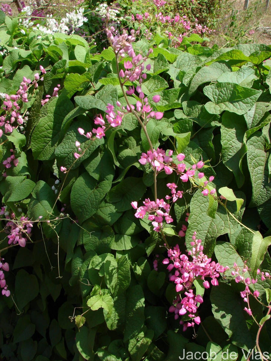 Antigonon leptopus Hook. & Arn.